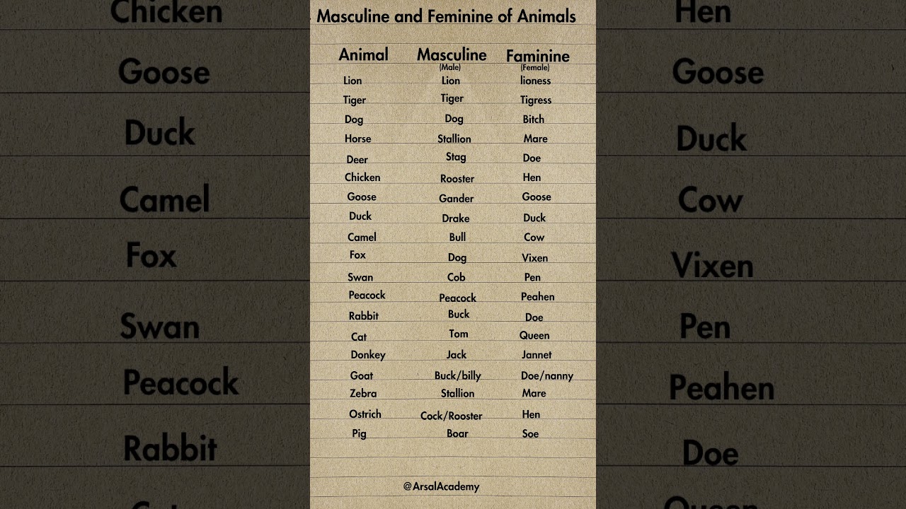 Masculine and Feminine of Animals english #englishgrammar #shorts #shortvideo
