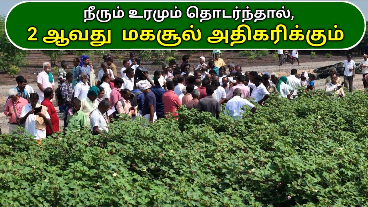 நீரும் உரமும் தொடர்ந்தால், 2 ஆவது  மகசூல் அதிகரிக்கும் | Cotton Farming | Ponnuswamy
