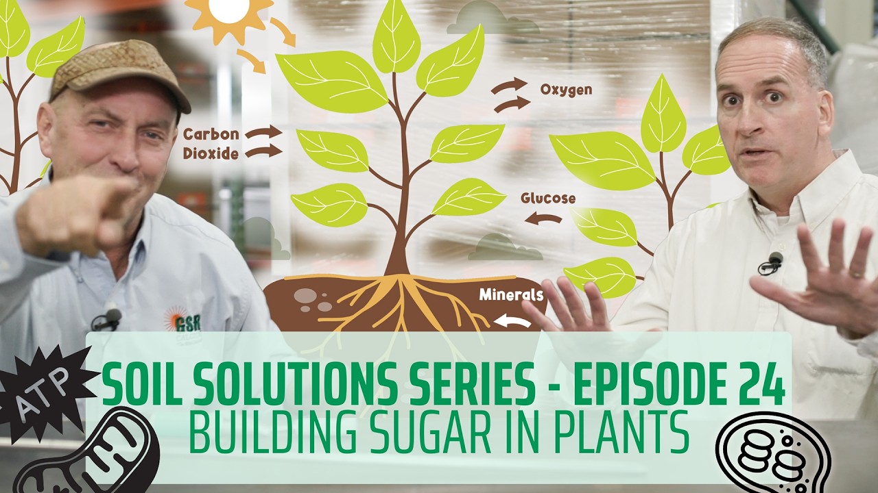 Soil Solutions Series | Ep. 24 | How to Build Sugar in Plants #regenerativeagriculture #planthealth