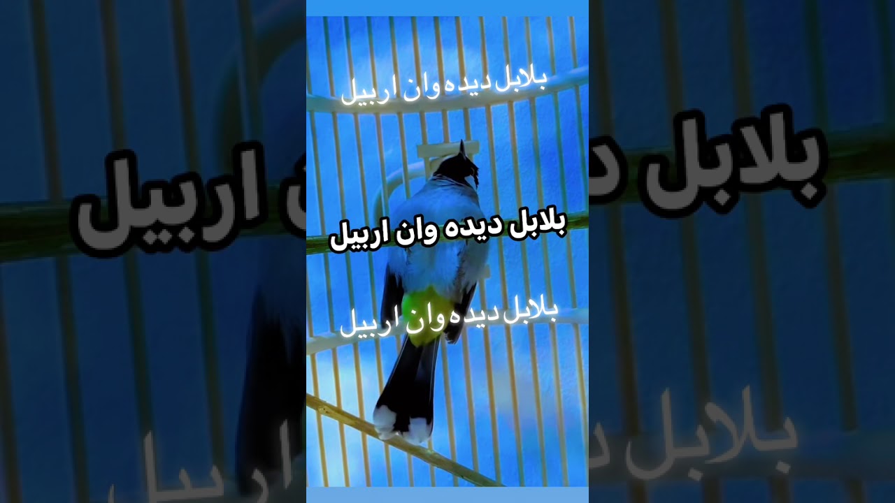 بلابل ديده وان اربيل
