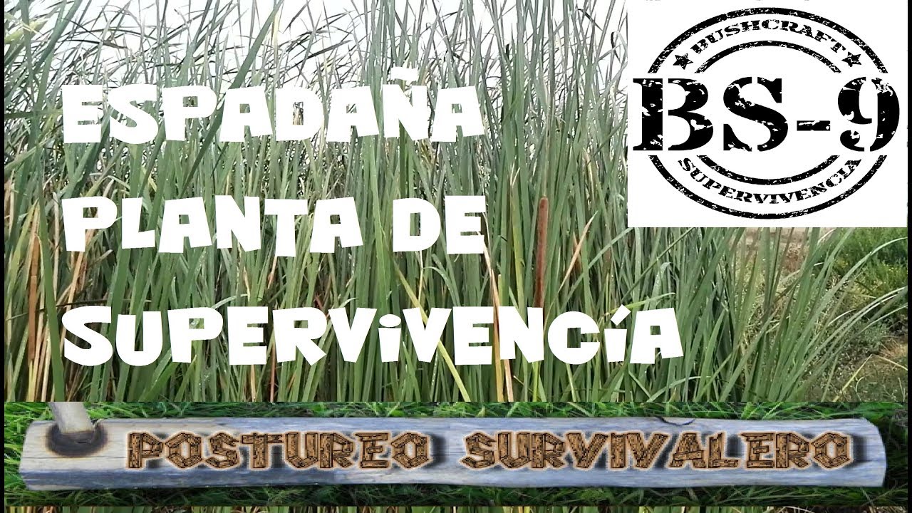 SUPERVIVENCIA / PLANTA DE SUPERVIVENCIA / ESPADAÑA