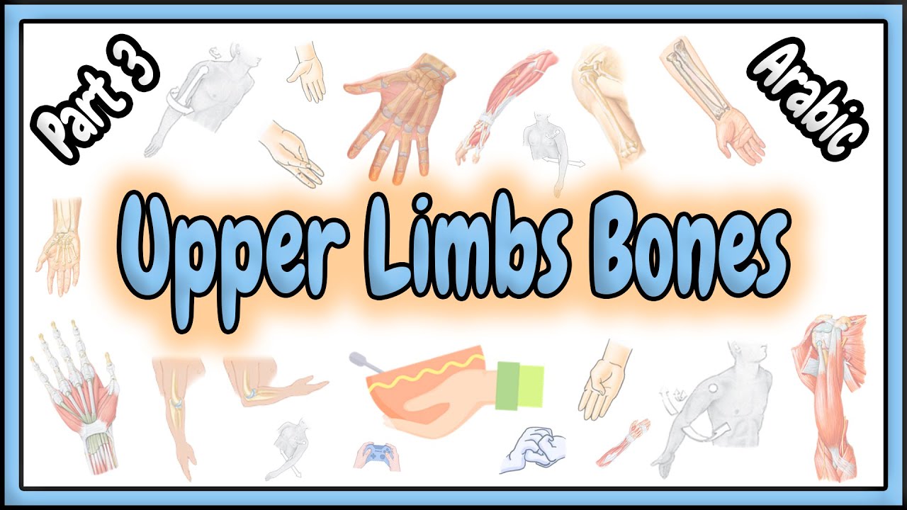 75. Upper Limb Bones || Appendicular Skeletal System || عظام الأطراف العلوية