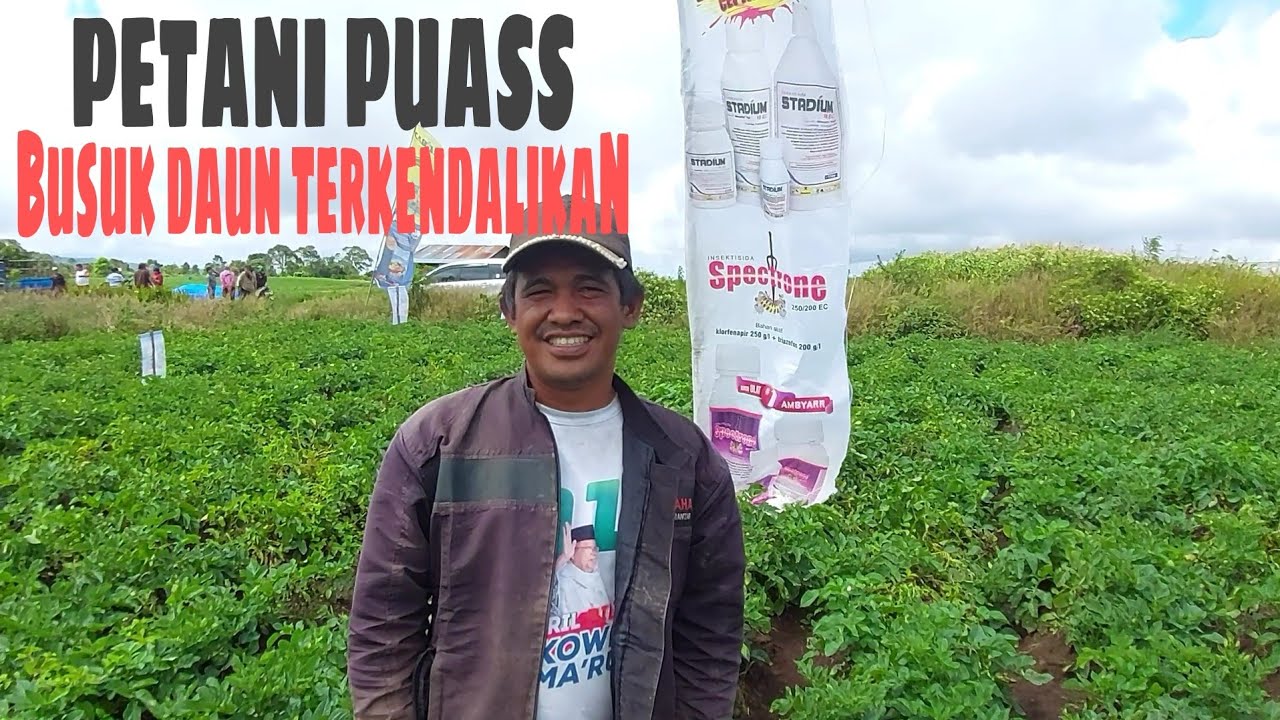 Petani SANGAT puas tanaman kentang tumbuh Luar BIASA dari hasil EFIKASI PRODUK BIOTIS