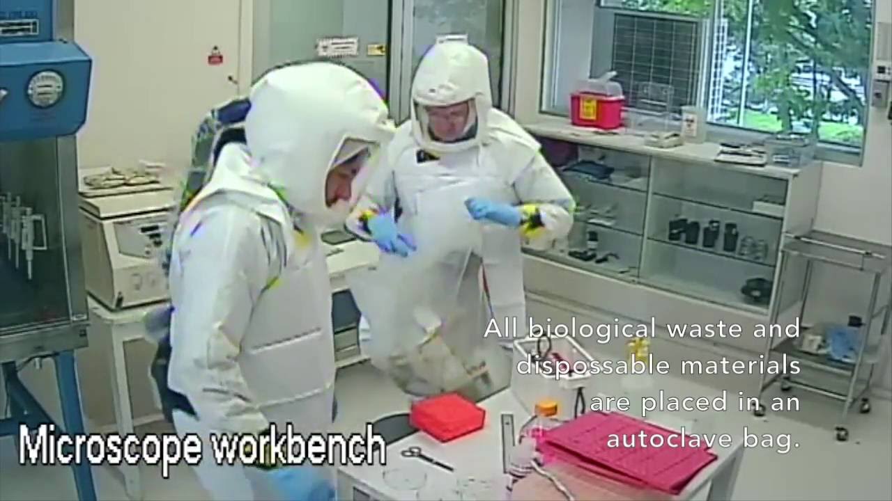 Haematophagus (vampire) Bat Processing for Viral Pathogen Screening.
