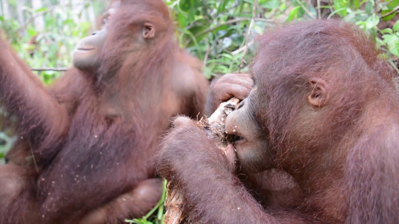 Orangutan Wild Streaming Episode 2 - Forest School