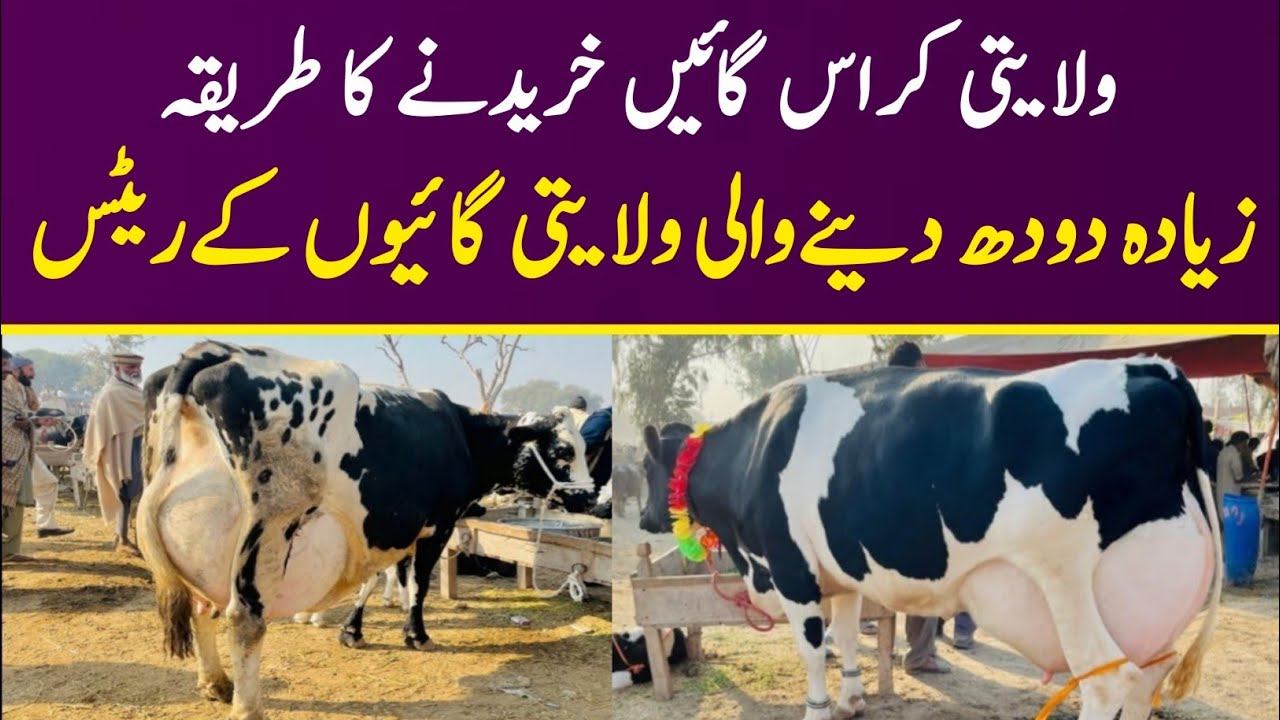 Australian Cross Cow | Gay Kharidne Ka Tarika | Cow Fresh Rates Update