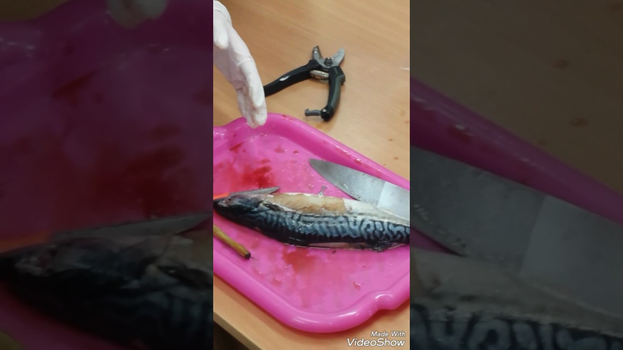 Zajęcia laboratoryjne - sekcja ryby
