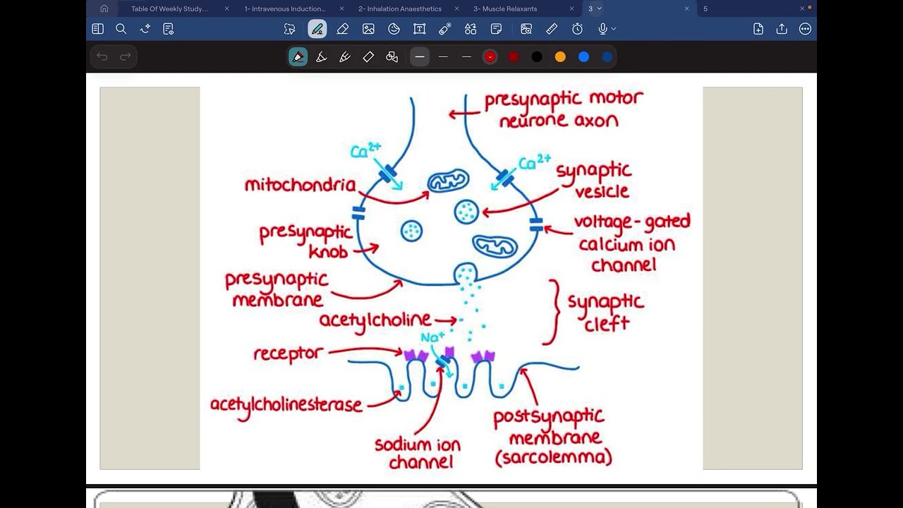 Lecture 3 - NeuromuscularJunction - Dr. Zenah
