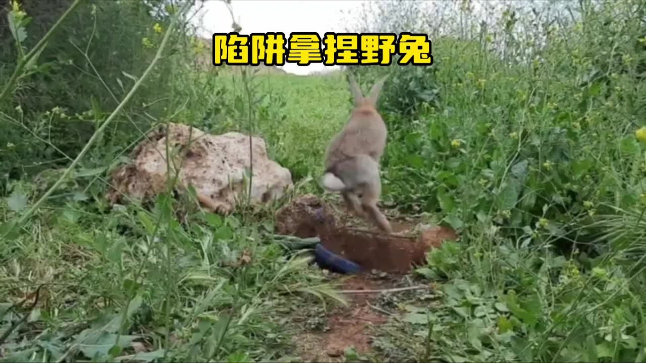 越南老表制作陷阱，捕捉泛滥的野兔#神奇动物在抖音 #户外 #野兔 #兔子