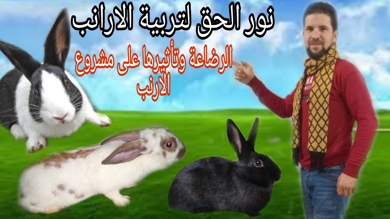 سر من اسرار  نجاح مشروع الارنب
