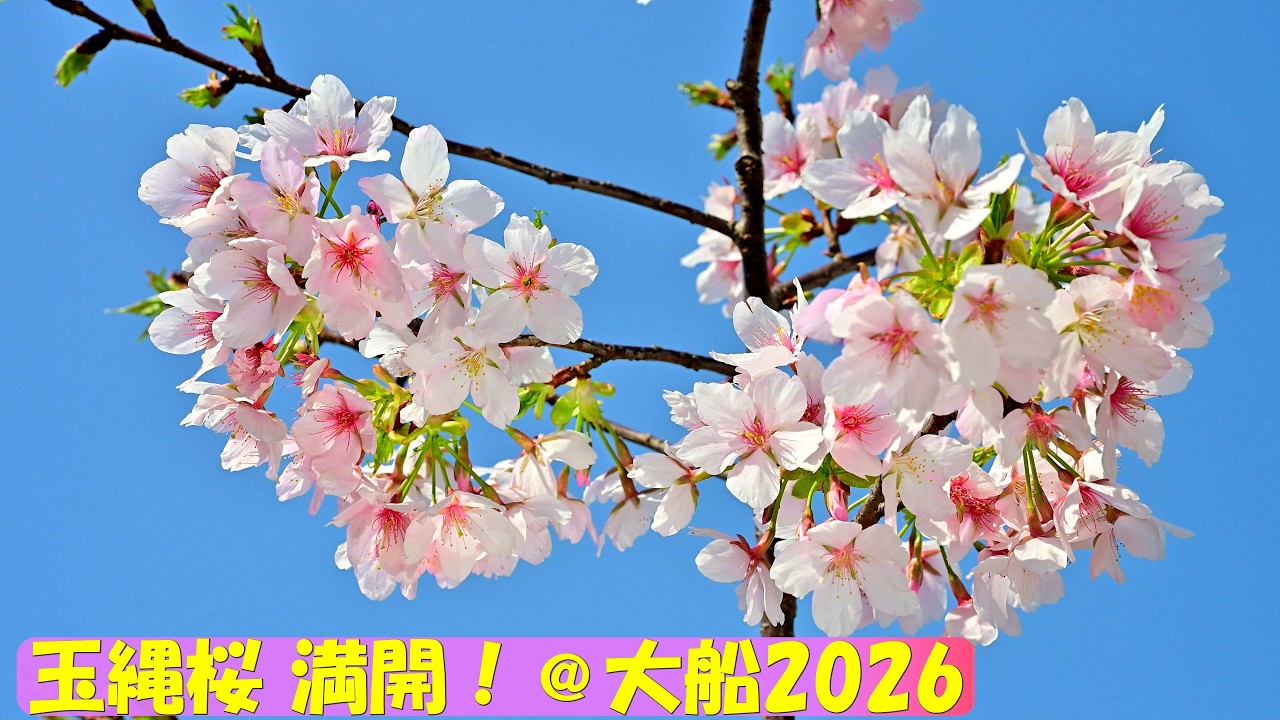 【4K】満開！「玉縄桜」＠大船フラワーセンター2026