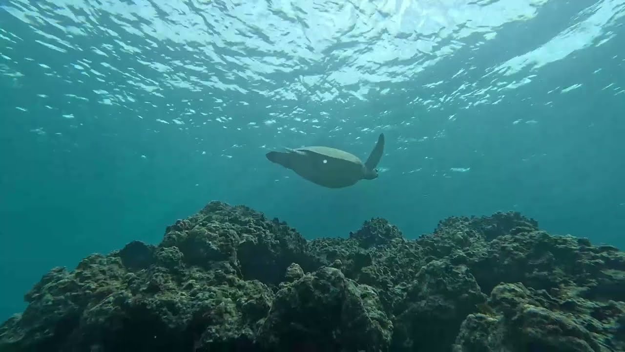Natale 2025 immersioni a Cebu