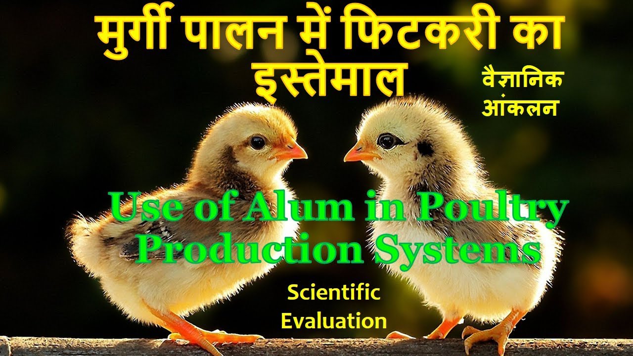 फिटकरी का मुर्गी पालन में इस्तेमाल  - Practical Use of Alum in Poultry Farming -