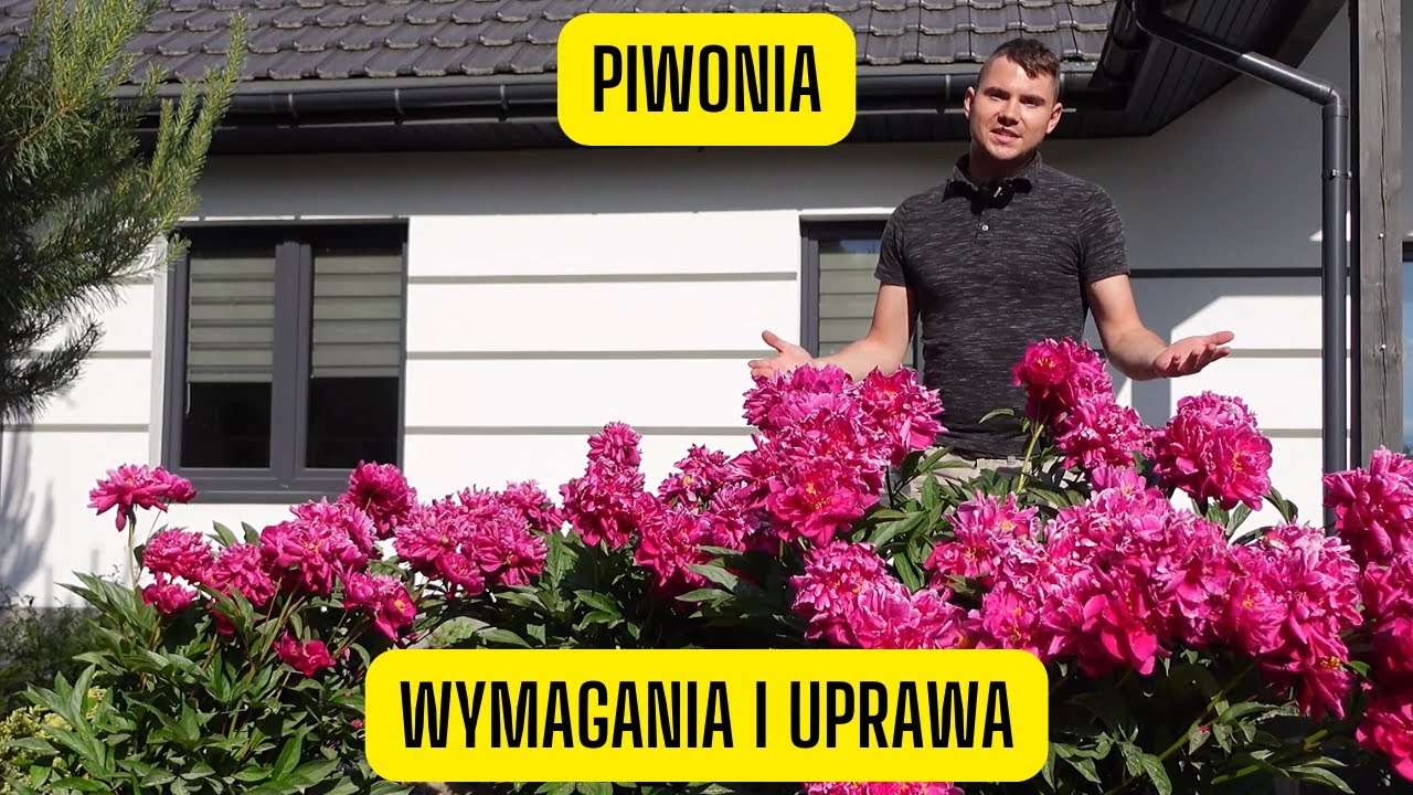 Piwonia &ndash; wszystko o uprawie peonii (Jedna z najładniejszych kwitnących bylin w ogrodzie)