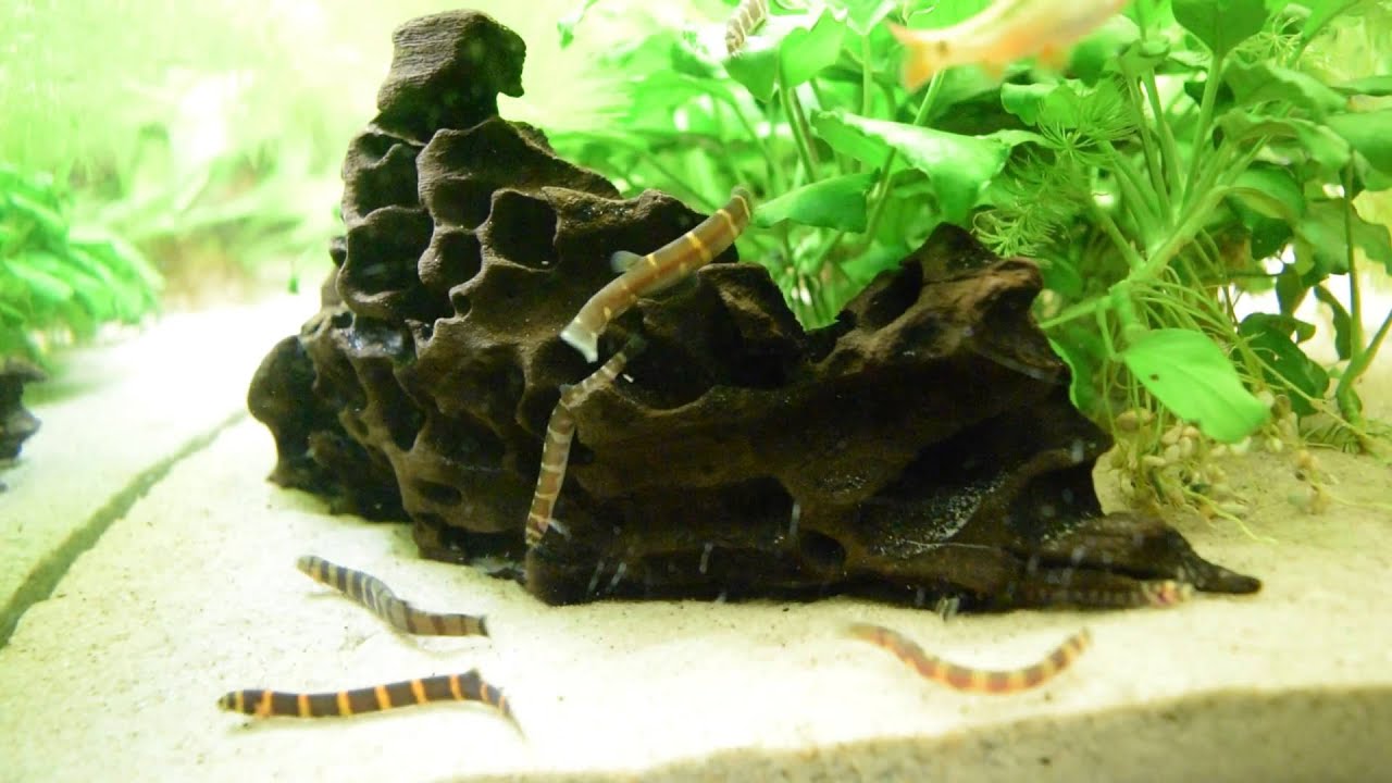 Kuhli Loaches - feeding