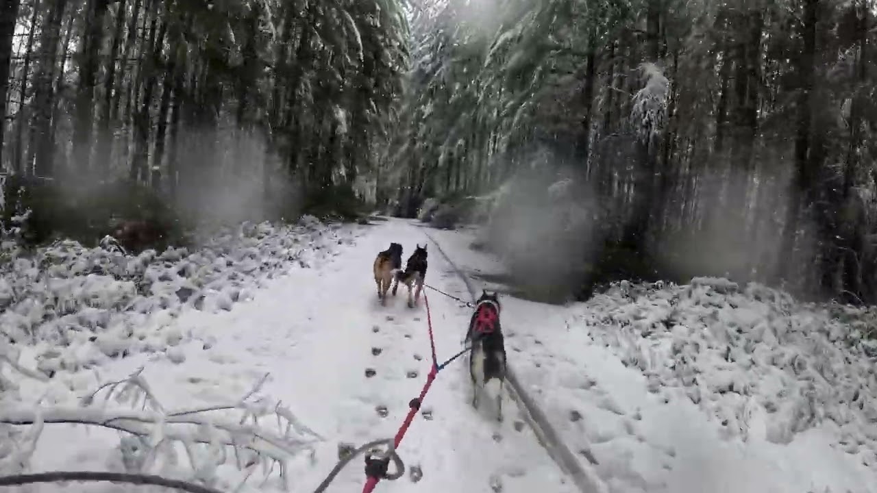 Taking a phone call while bikejoring?