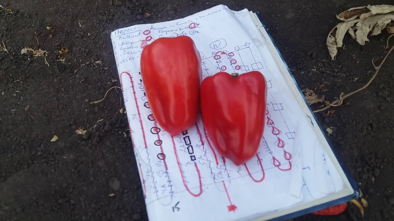 Обзор поля с перцем по сортам. Август 2018 Overview of the pepper field