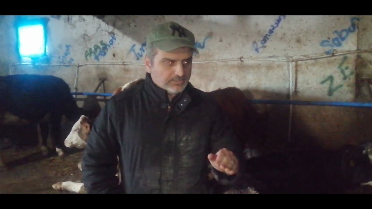 ÖKSÜREN HAYVANLARA TEDAVİ UYGULADIK.. #hayvancılık #hayvanbakımı #besirasyonu #çiftlikişleri