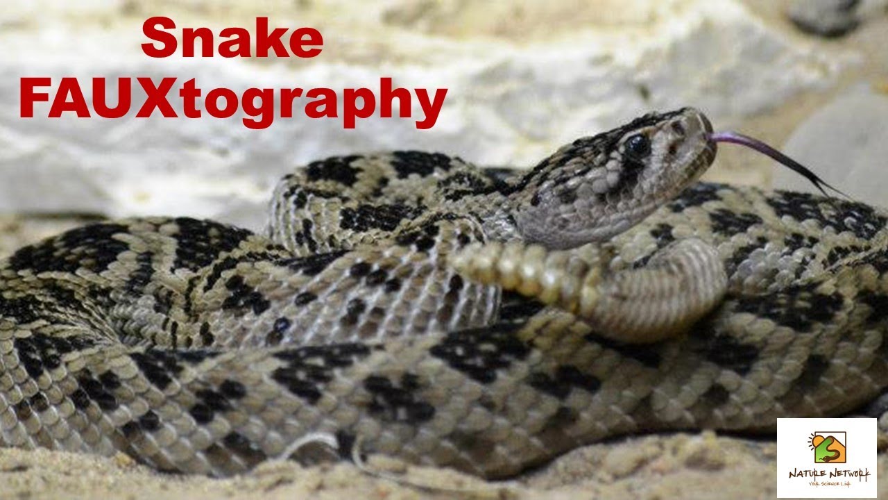 Snake FAUXtography