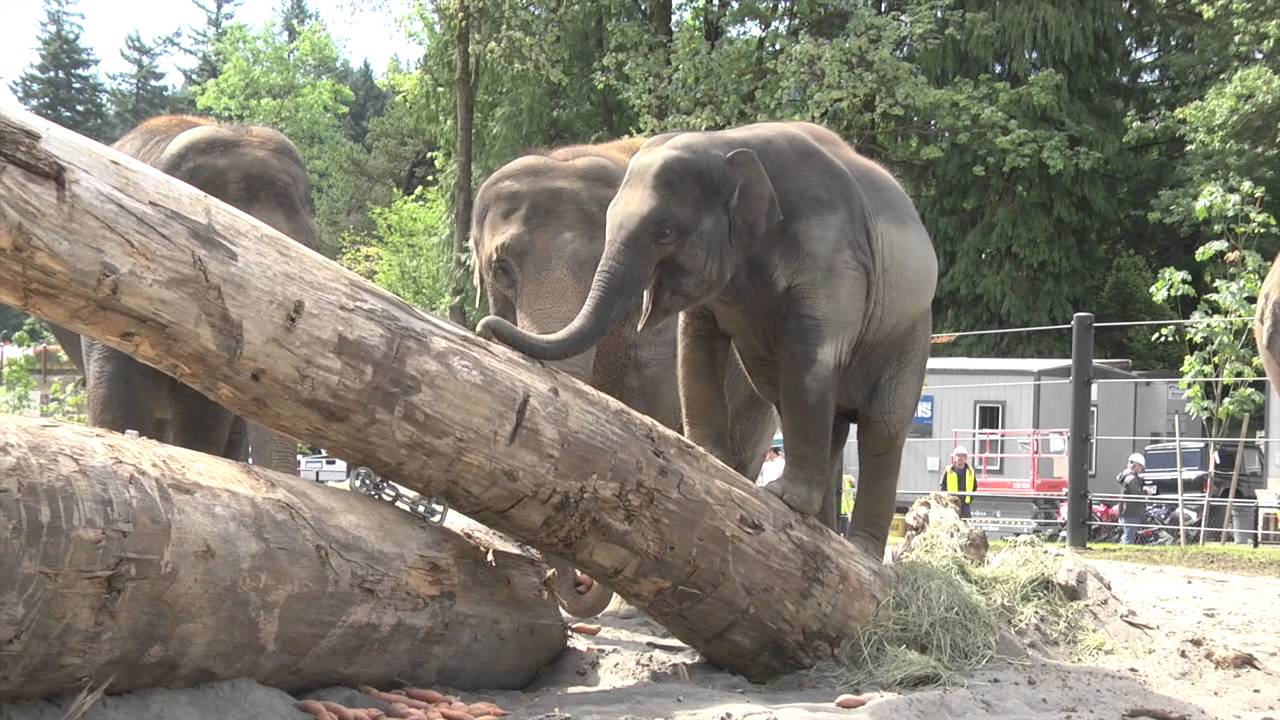Elephants explore North Meadow habitat for the first time