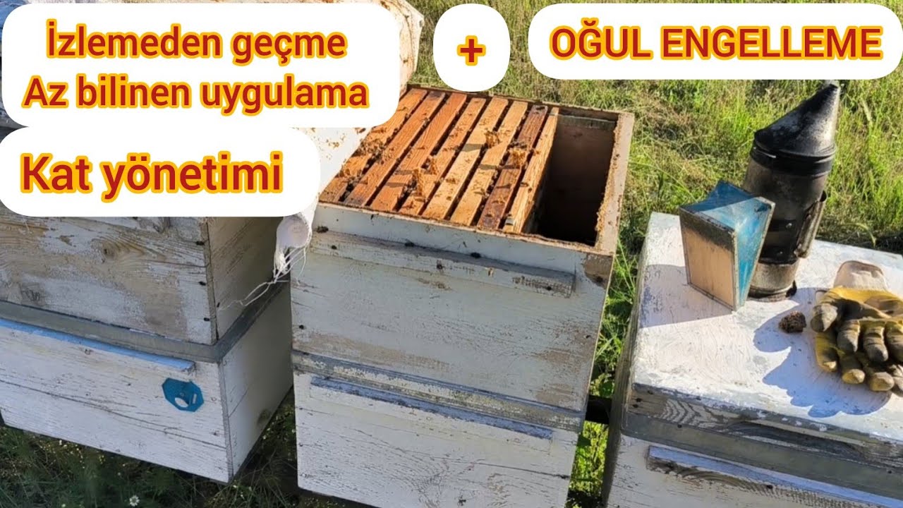 Arılara kat atıldıktan sonra yapılması gerekli işlemler...++(OĞUL ENGELLEME)!!!
