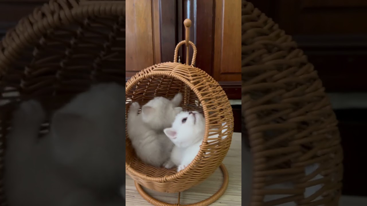 Ask it from basket. Картинки из корзинки.  