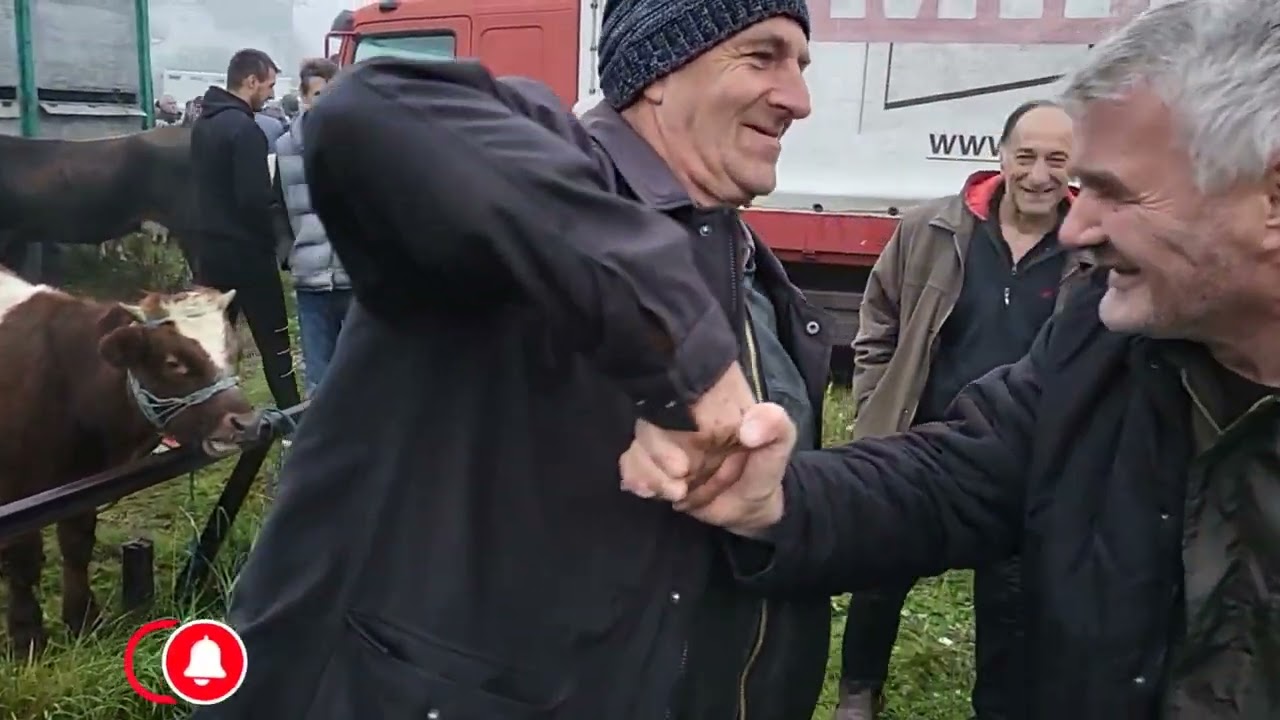 Bugojno Lučin dvaput prodo istu kravu 18.10.2022.g
