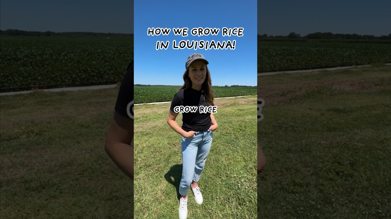 STEP-BY-STEP HOW WE GROW RICE IN LOUISIANA 🌾🐊 #farming #rice