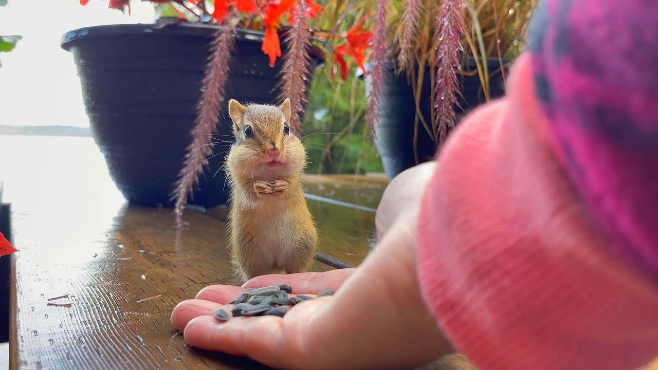 겨울 먹이 구하러 온 아기 다람쥐 Baby Chipmunk Came For Some Winter Food
