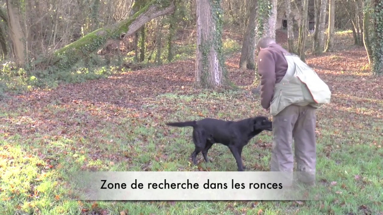 Kik Iam, Labrador de chasse dressé