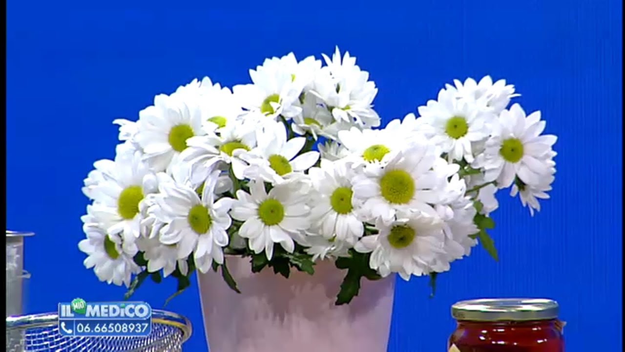 Il Mio Medico - Camomilla: il fiore della salute