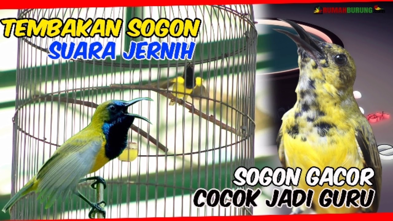 TEMBAKAN SOGON NGALAS SUARA JERNIH || SOGOk ONTONG  GACOR DOR