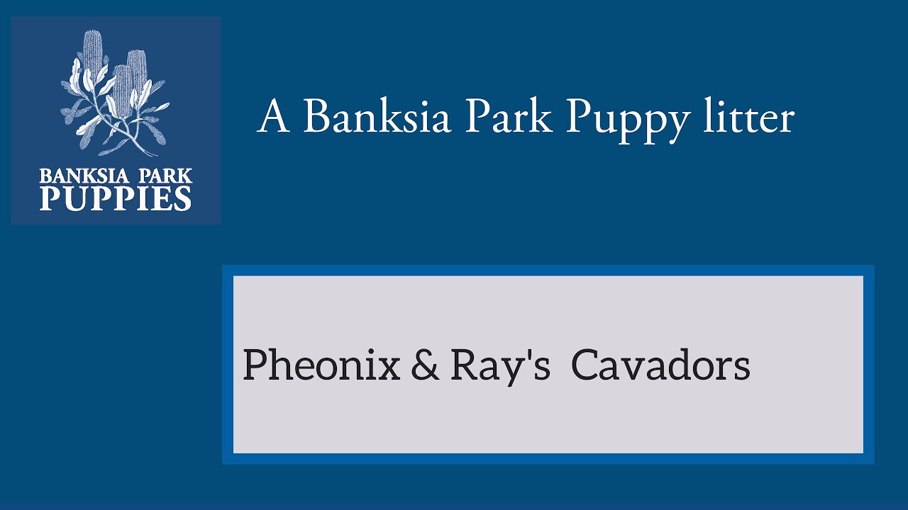 Pheonix & Ray's Cavadors