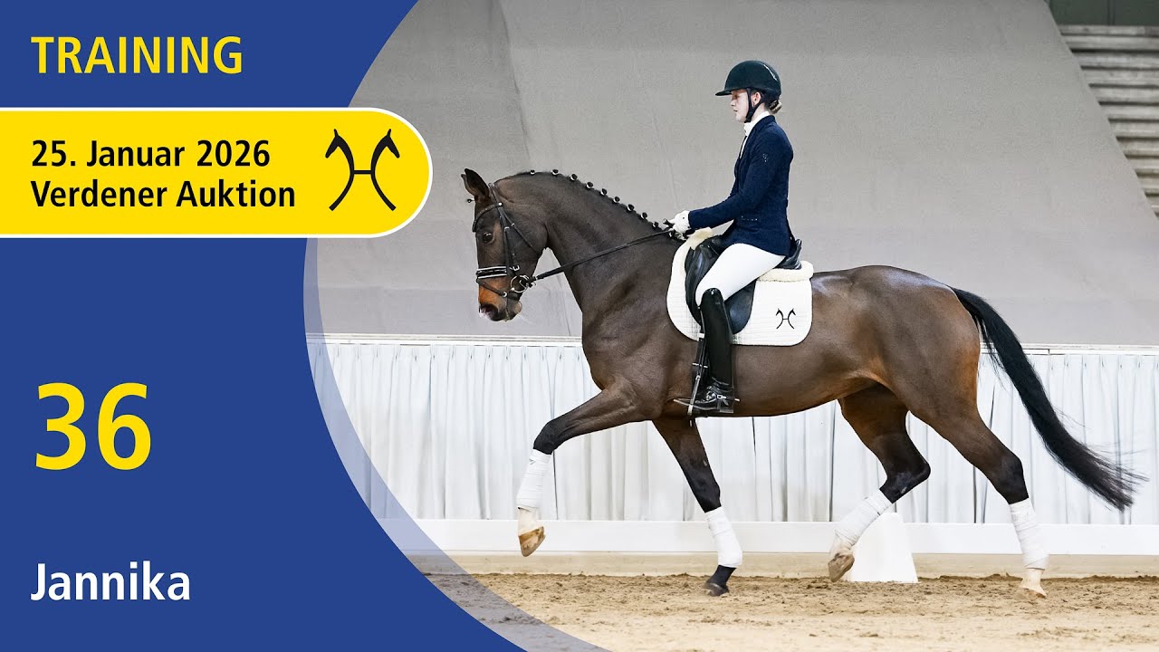 36 Joanna by Jovian - Lehmann | Verden Auction Online - Sporthorses & Youngster - Jan., 25