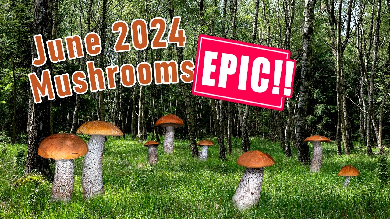 EPIC Mushroom Hunting - June 2024 - Orange Birch Bolete | King Bolete | Leccinum | Boletus | Funghi