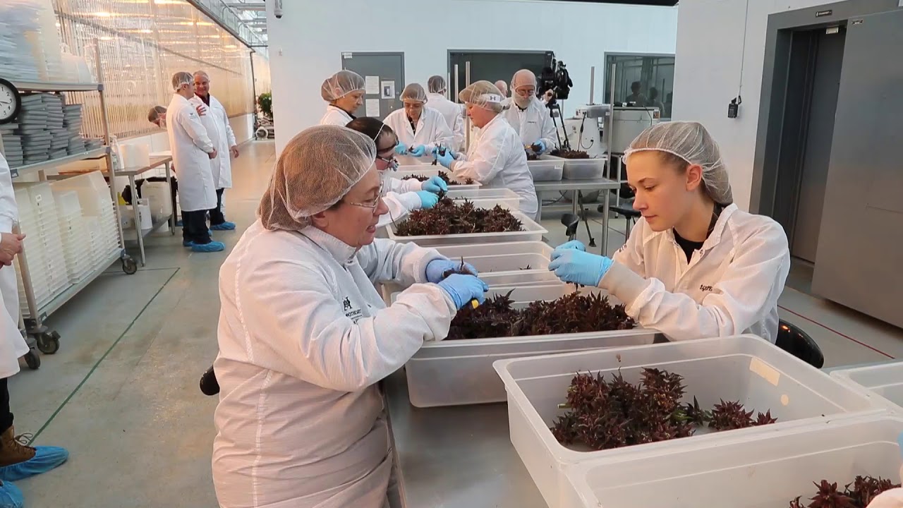 Hydropothecary, a medical marijuana plant in Masson, Quebec