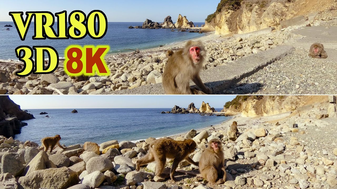[ 8K 3D VR180 ] 波勝崎モンキーベイ ( Hagachizaki Monkey Bay )：伊豆半島南部の温暖なビーチに集まる約300匹の野生の猿