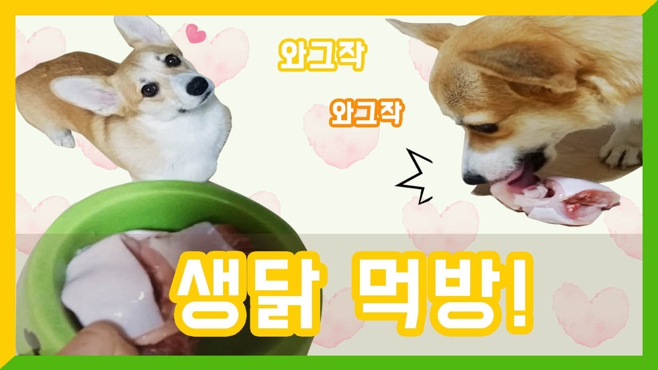 웰시코기의 생닭먹방!! 리얼사운드asmrㅣ프로연우_ProYeonwoo