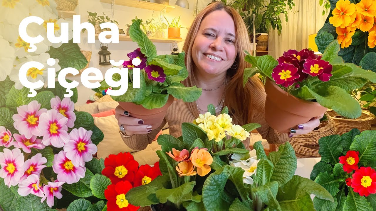 Çuha Çiçeği Bakımı Nasıl Yapılır? | Çoğaltılması, Sulanması (Püf Noktalar) 🌱
