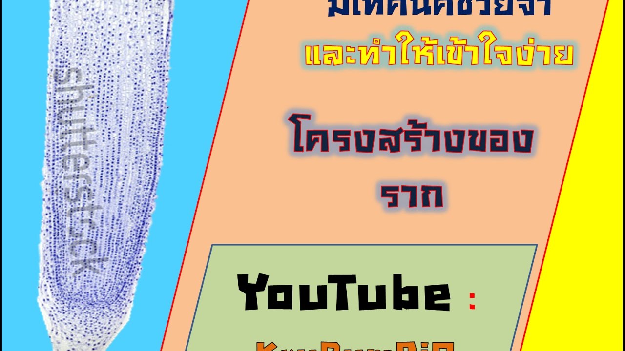 โครงสร้างของราก (มีเทคนิคช่วยจำและทำให้เข้าใจ)