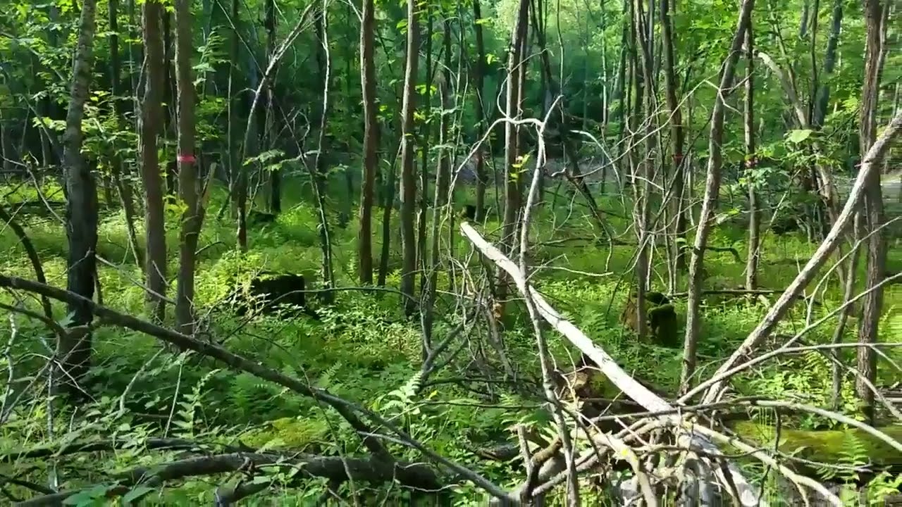 July 2017 Rajala Forestry Black Ash and Lowland Hardwood Management Update