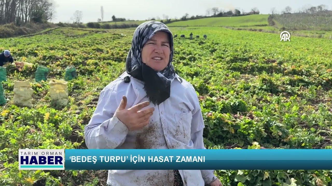 ‘Bedeş turpu’ için hasat zamanı
