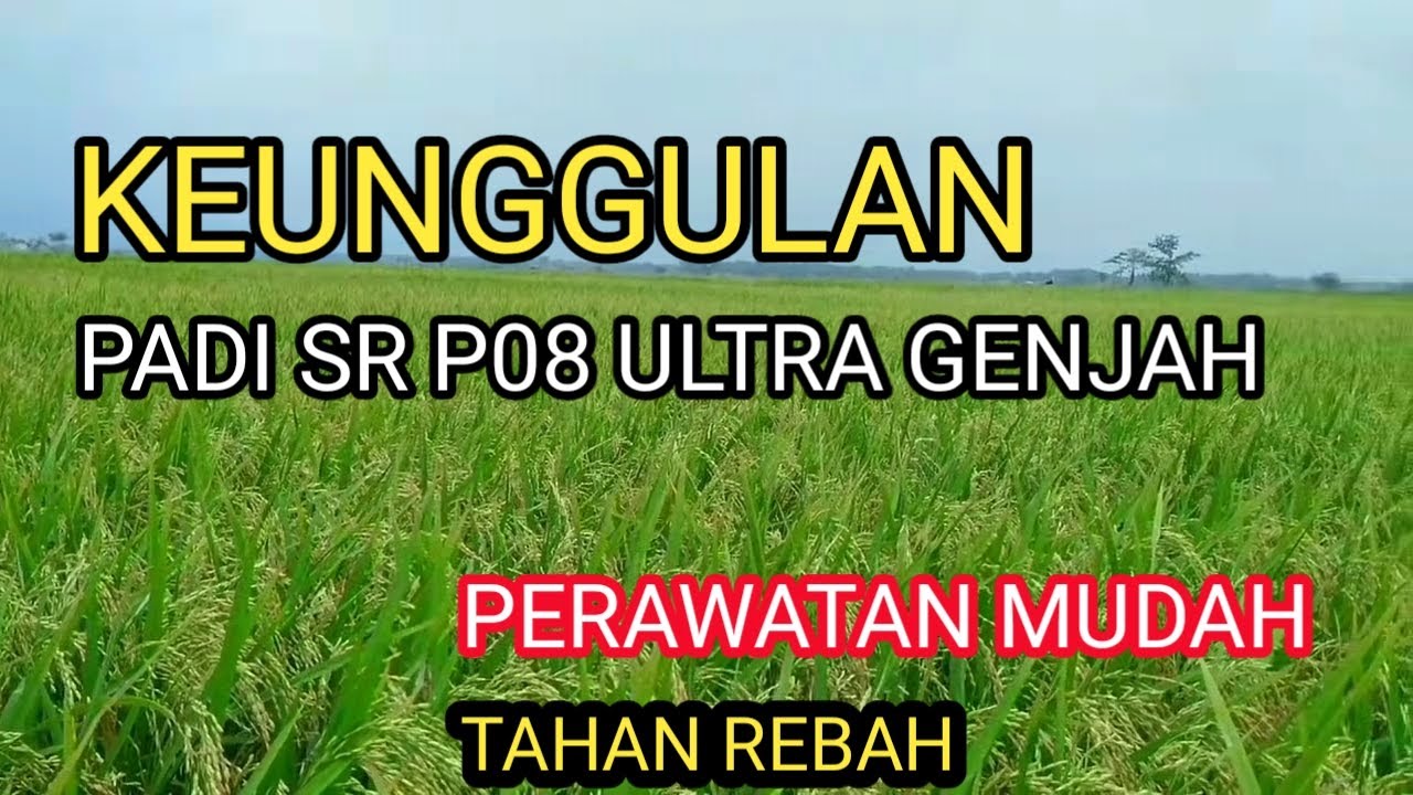 Keunggulan Padi SR P08 ultra genjah