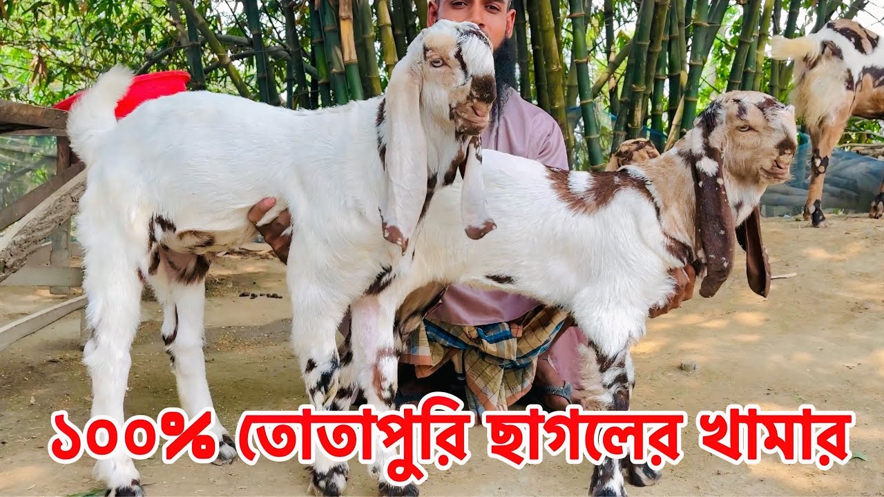 প্রান্তিক খামারী ইয়াসিন ভাইয়ের তোতাপুরী ছাগলের বাচ্চা হয়েছে।অরিজিনাল তোতাপুরি ছাগল খামার |