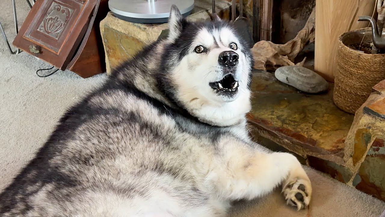 Husky Has Beef With Me Today! But Wants No Evidence!