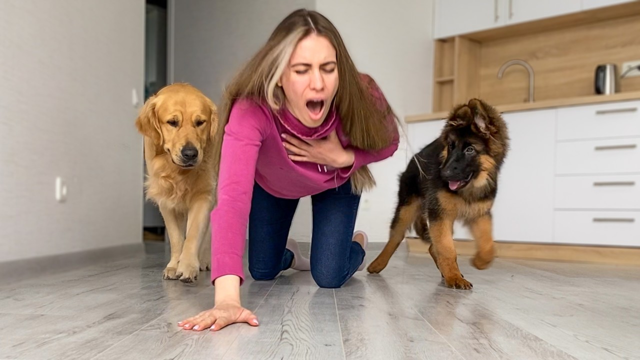 Faking My Death in Front of My Dogs | Funny Dogs Reaction