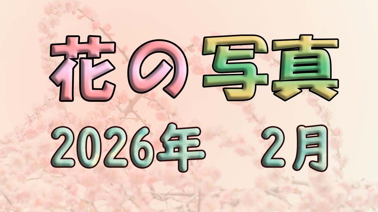 【花の写真】２月　2026年