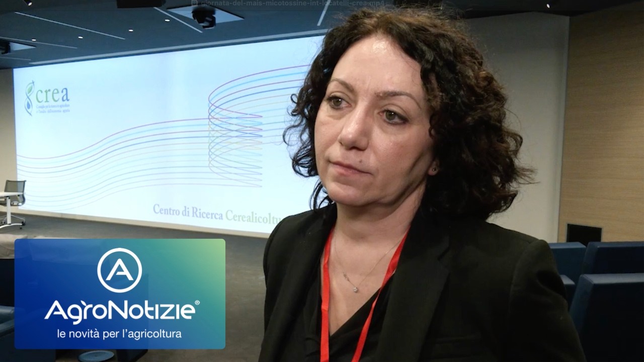 Mais e micotossine: 2025 da dimenticare