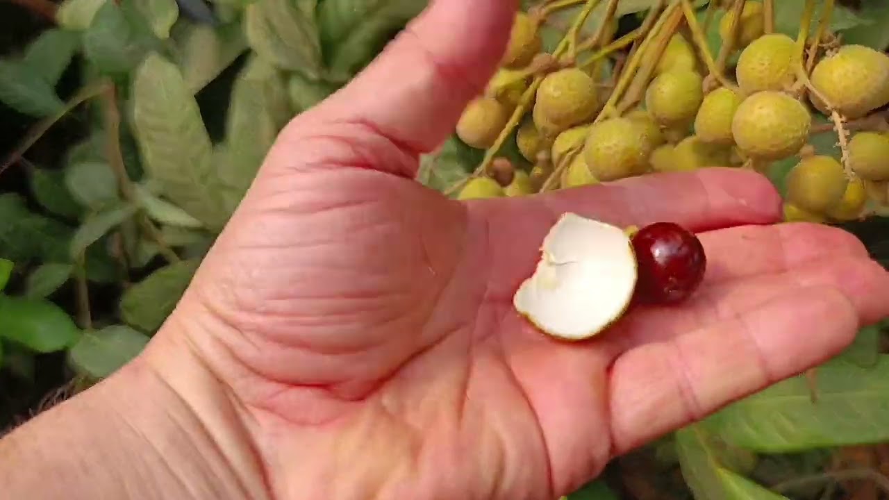 Longan Meyvesi Hasatı/Antalya Türkiye