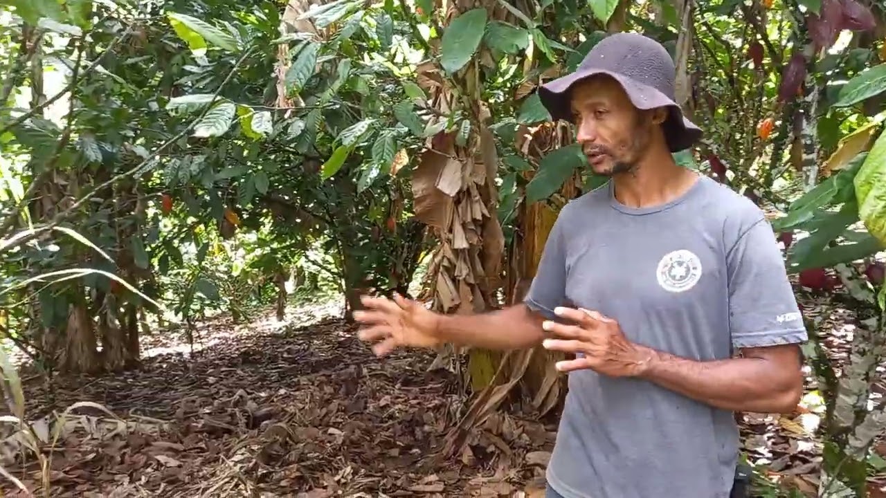 ROÇA TOP A VENDA EM UBAIRA-BA!!